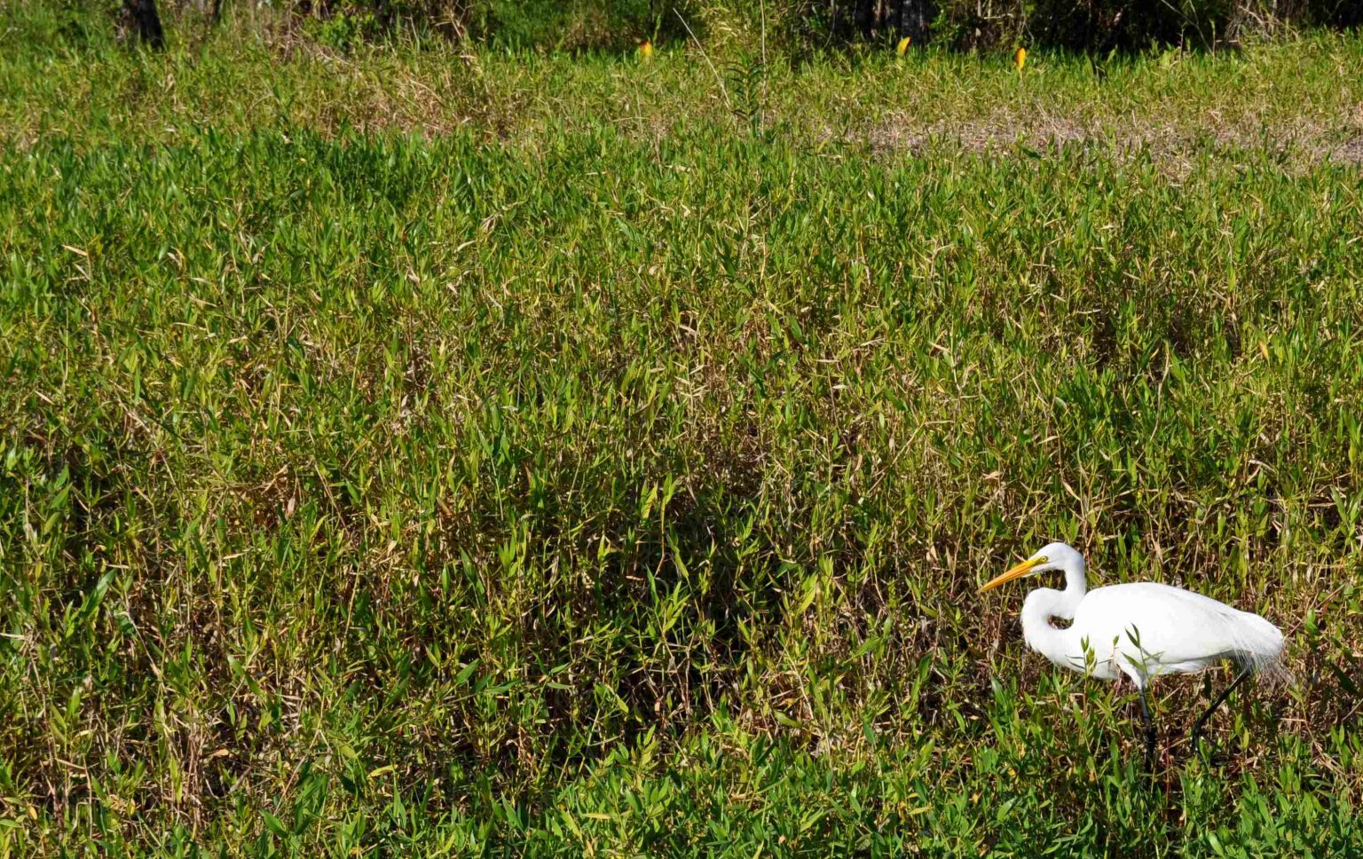 wetland-determinations-in-southwest-florida-wetland-consultants